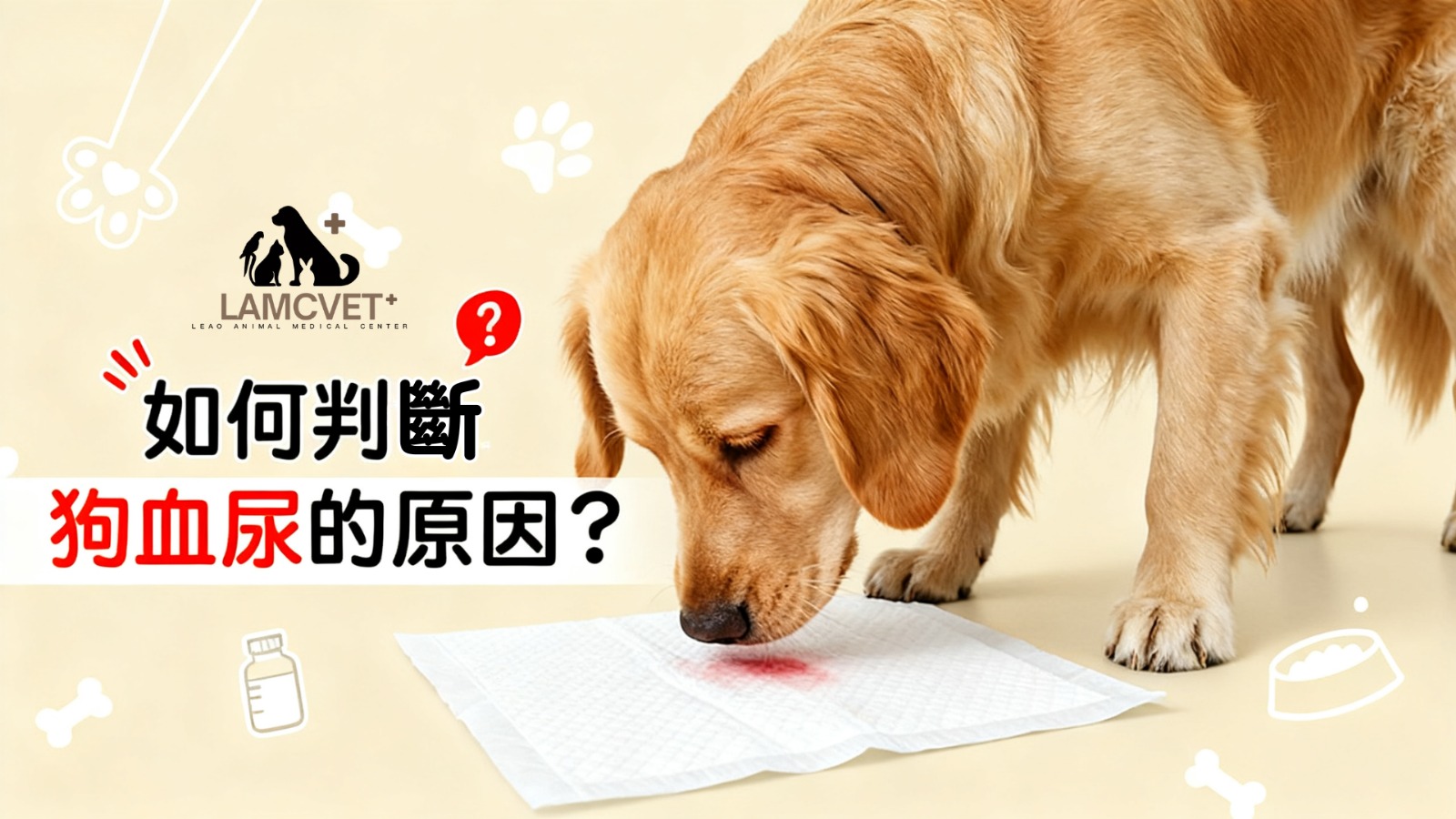 貓血尿治療專業獸醫指導圖片 - LAMC獸醫診所專業治療方案